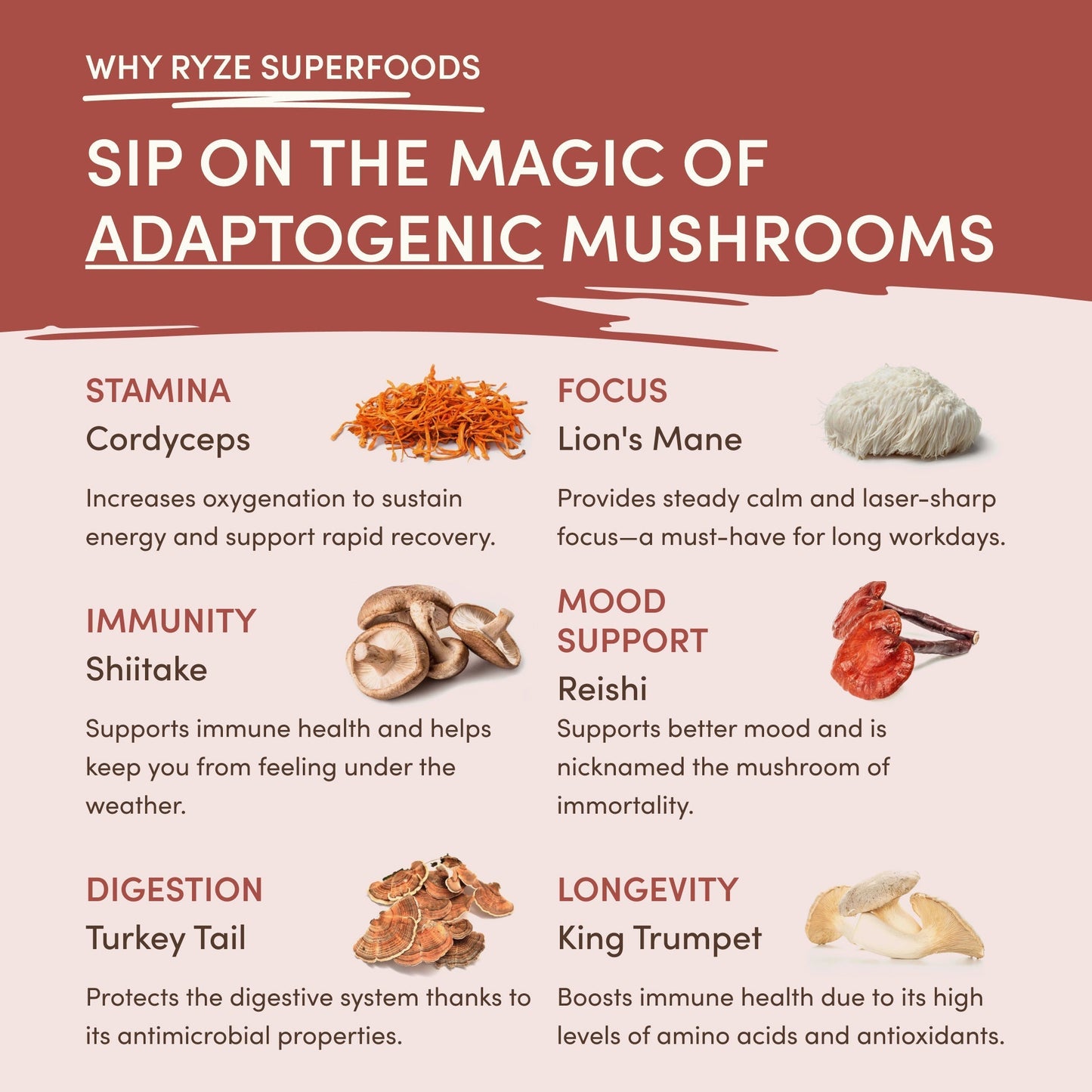Mushroom Chicory M13T