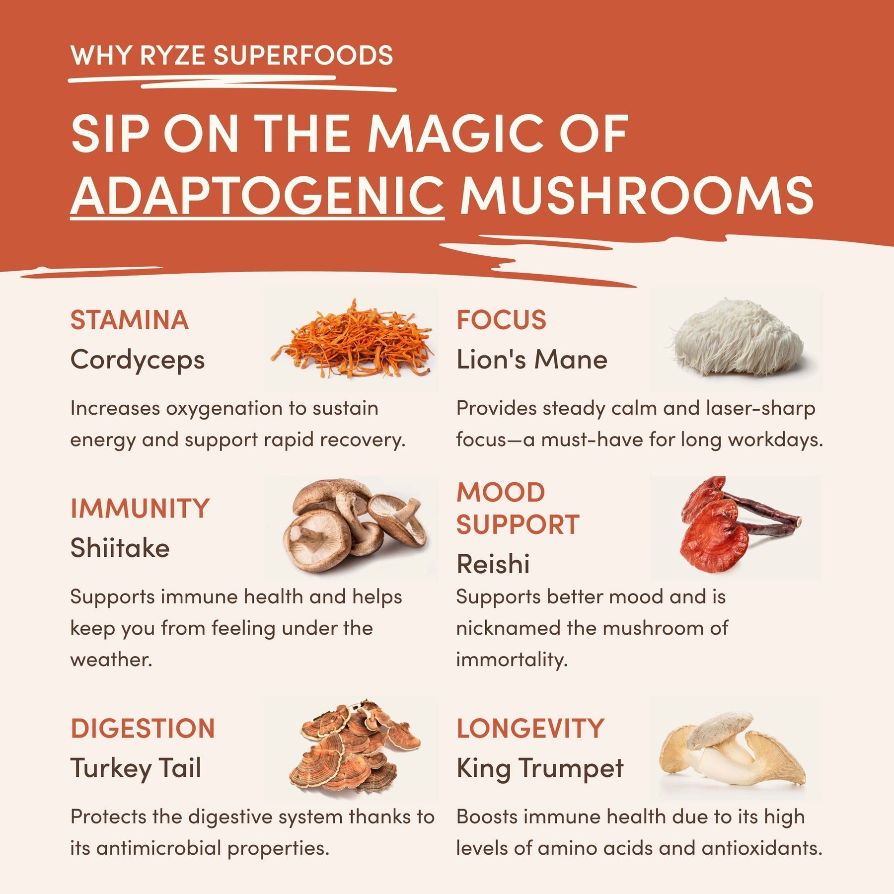Superfood Creamer M10Q