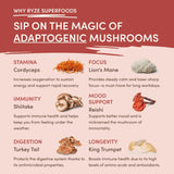 Mushroom Chai M07C
