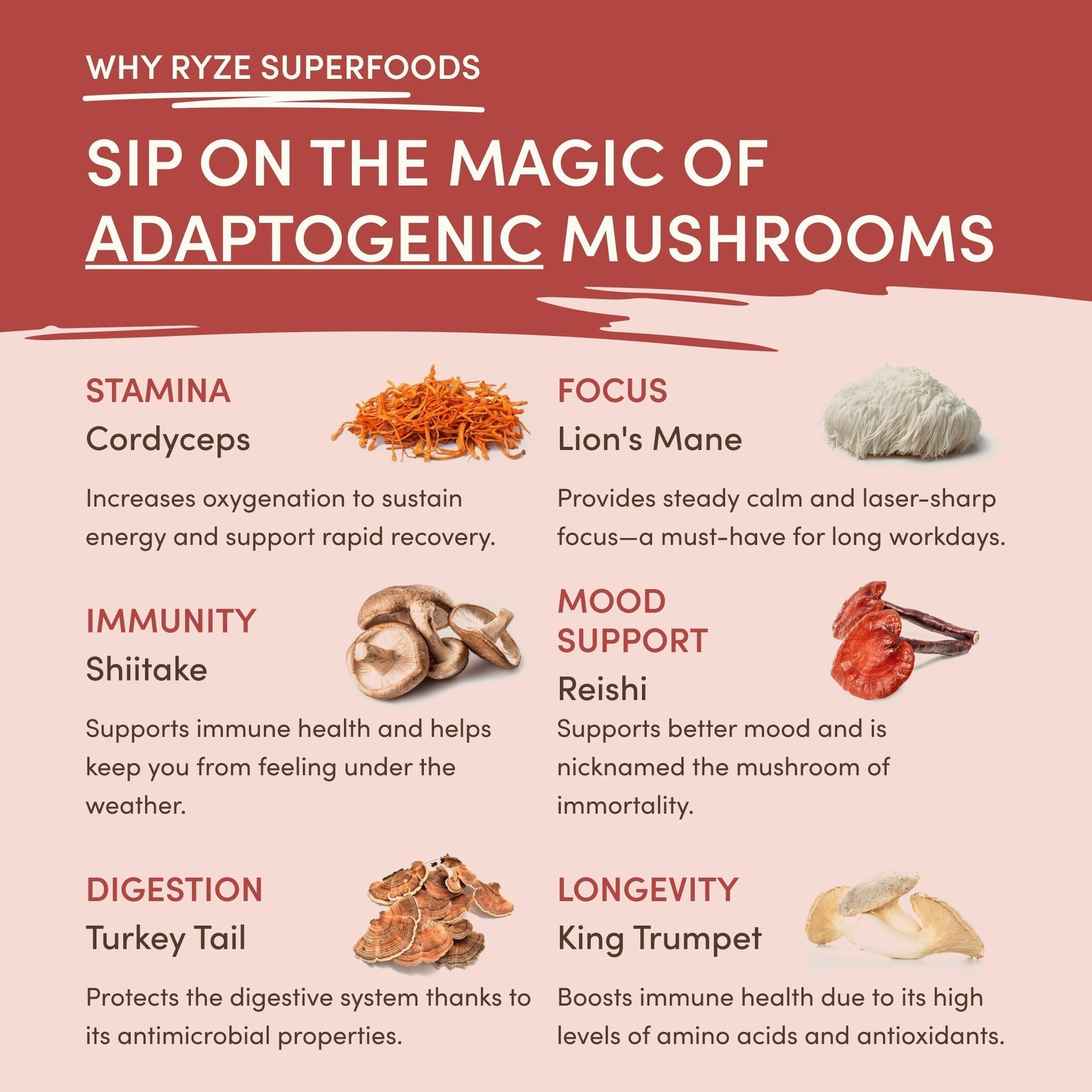 Mushroom Chai M07C